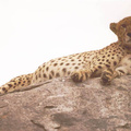 cheetah2
